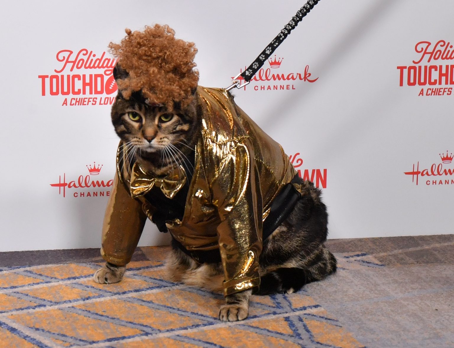 KANSAS CITY, MISSOURI - NOVEMBER 30: Catrick Mahomes the cat attends Hallmark's Premiere Screening of Holiday Touchdown: A Chiefs Love Story on November 30, 2024 in Kansas City, Missouri. (Photo by Jason Davis/Getty Images for Hallmark Media)