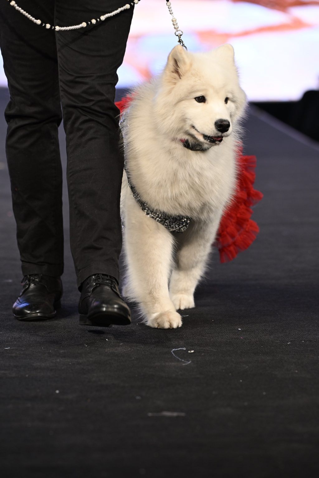 NEW YORK, NEW YORK - FEBRUARY 08: A dog model walks the runway at the Anthony Rubio show during New York Fashion Week Powered By Art Hearts Fashion at The Angel Orensanz Foundation on February 08, 2025 in New York City. (Photo by Arun Nevader/Getty Images for Art Hearts Fashion)