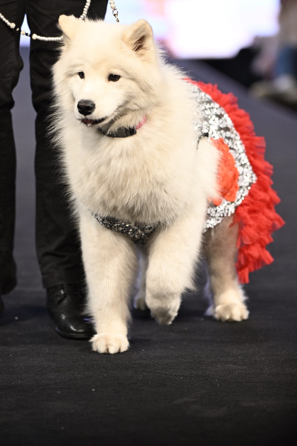 NEW YORK, NEW YORK - FEBRUARY 08: A dog model walks the runway at the Anthony Rubio show during New York Fashion Week Powered By Art Hearts Fashion at The Angel Orensanz Foundation on February 08, 2025 in New York City. (Photo by Arun Nevader/Getty Images for Art Hearts Fashion)