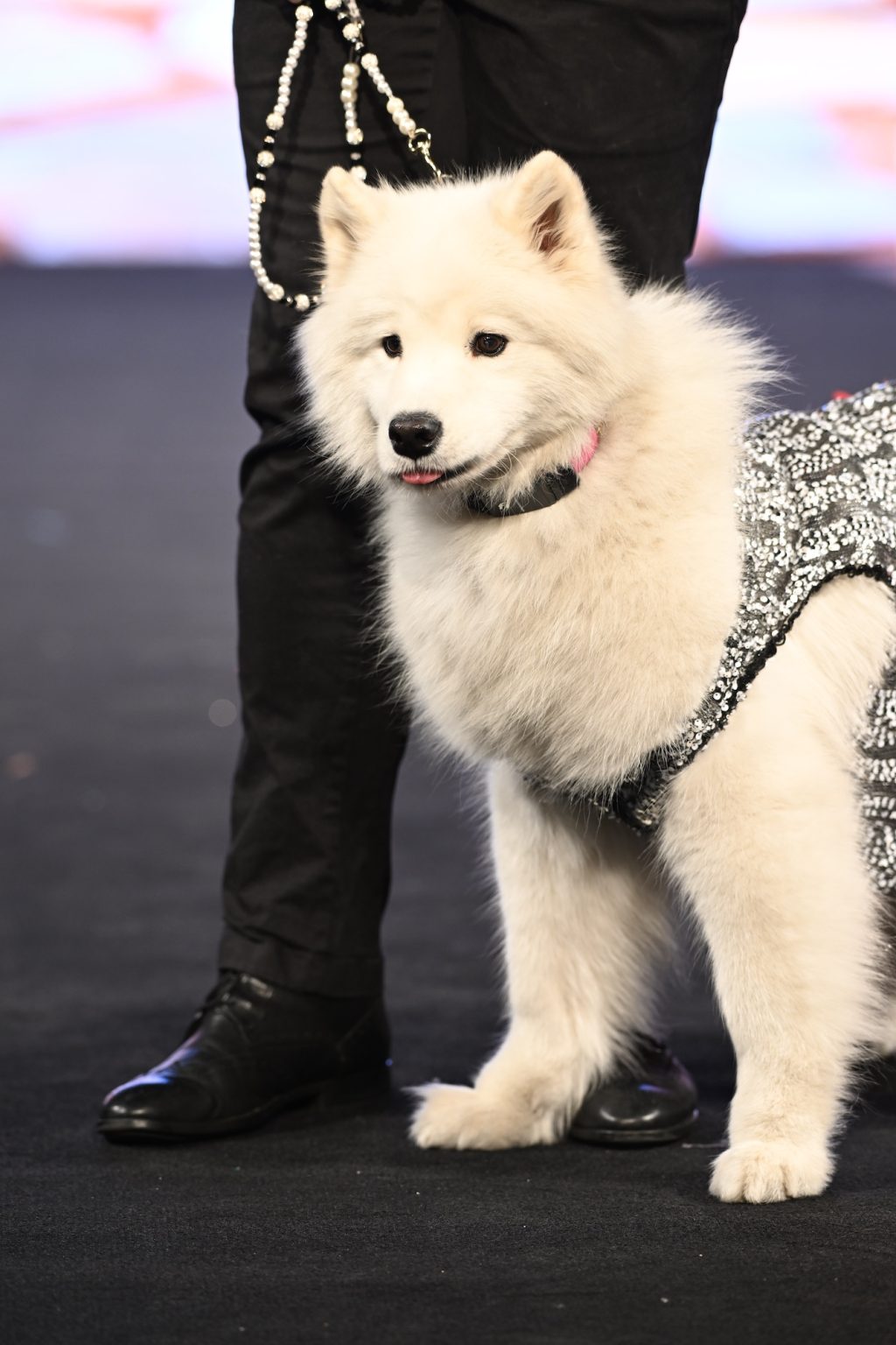 NEW YORK, NEW YORK - FEBRUARY 08: A dog model walks the runway at the Anthony Rubio show during New York Fashion Week Powered By Art Hearts Fashion at The Angel Orensanz Foundation on February 08, 2025 in New York City. (Photo by Arun Nevader/Getty Images for Art Hearts Fashion)