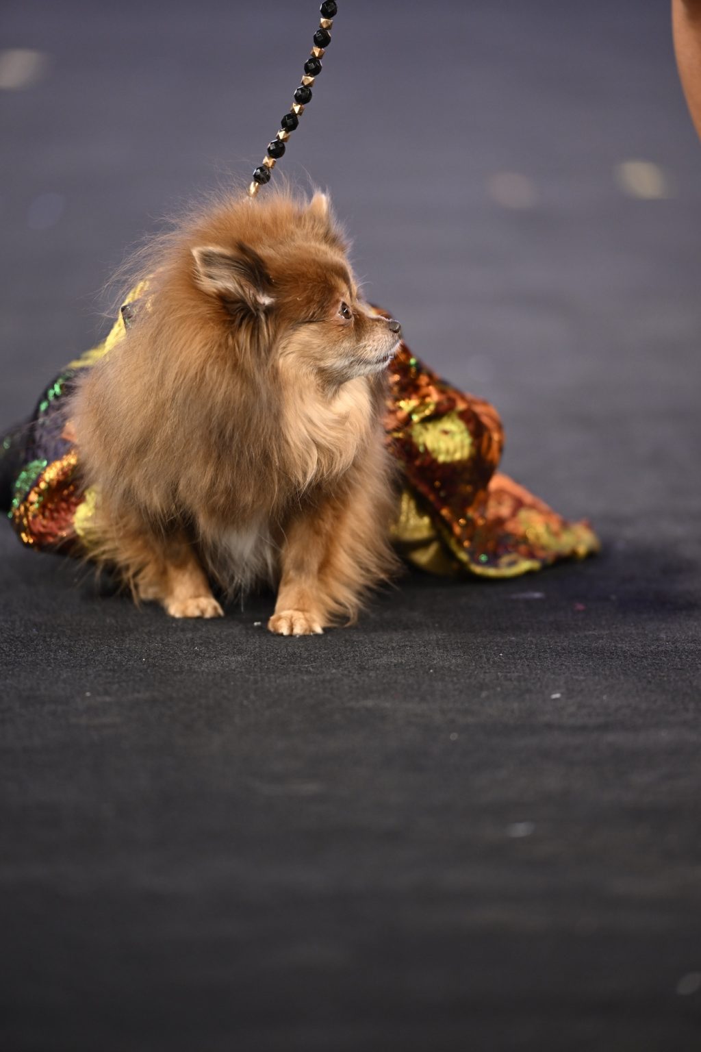 NEW YORK, NEW YORK - FEBRUARY 08: A dog model walks the runway at the Anthony Rubio show during New York Fashion Week Powered By Art Hearts Fashion at The Angel Orensanz Foundation on February 08, 2025 in New York City. (Photo by Arun Nevader/Getty Images for Art Hearts Fashion)