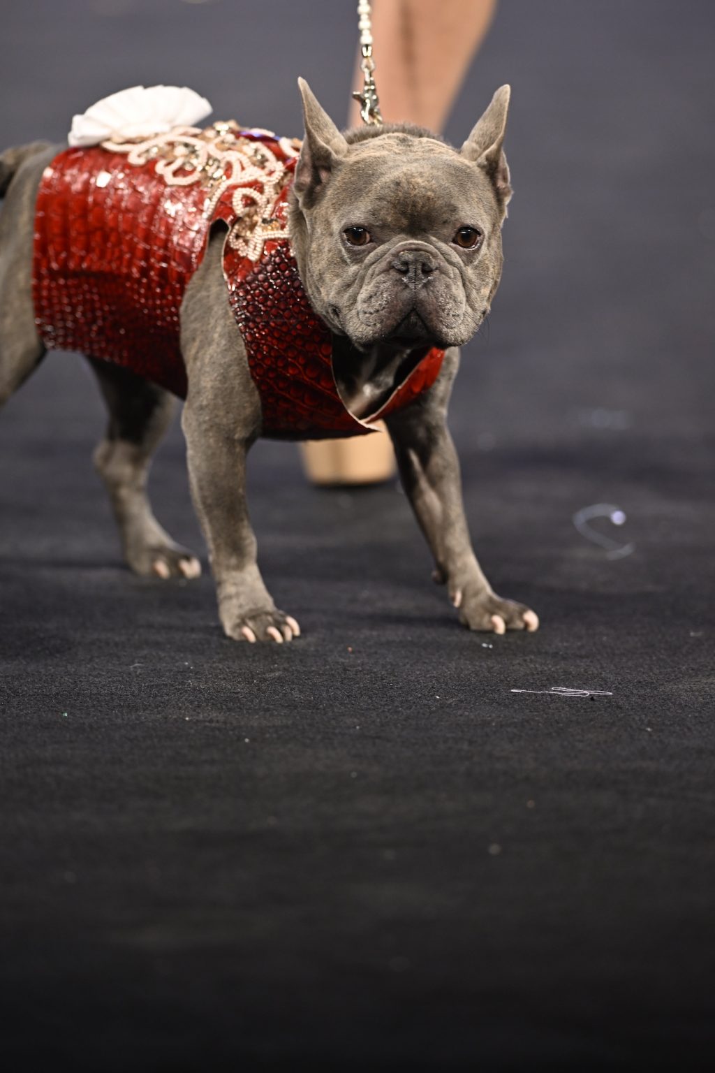NEW YORK, NEW YORK - FEBRUARY 08: A dog model walks the runway at the Anthony Rubio show during New York Fashion Week Powered By Art Hearts Fashion at The Angel Orensanz Foundation on February 08, 2025 in New York City. (Photo by Arun Nevader/Getty Images for Art Hearts Fashion)