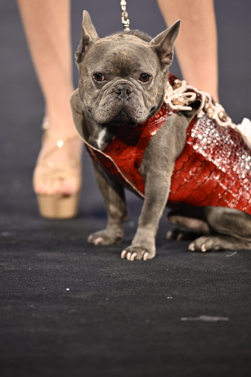 NEW YORK, NEW YORK - FEBRUARY 08: A dog model walks the runway at the Anthony Rubio show during New York Fashion Week Powered By Art Hearts Fashion at The Angel Orensanz Foundation on February 08, 2025 in New York City. (Photo by Arun Nevader/Getty Images for Art Hearts Fashion)