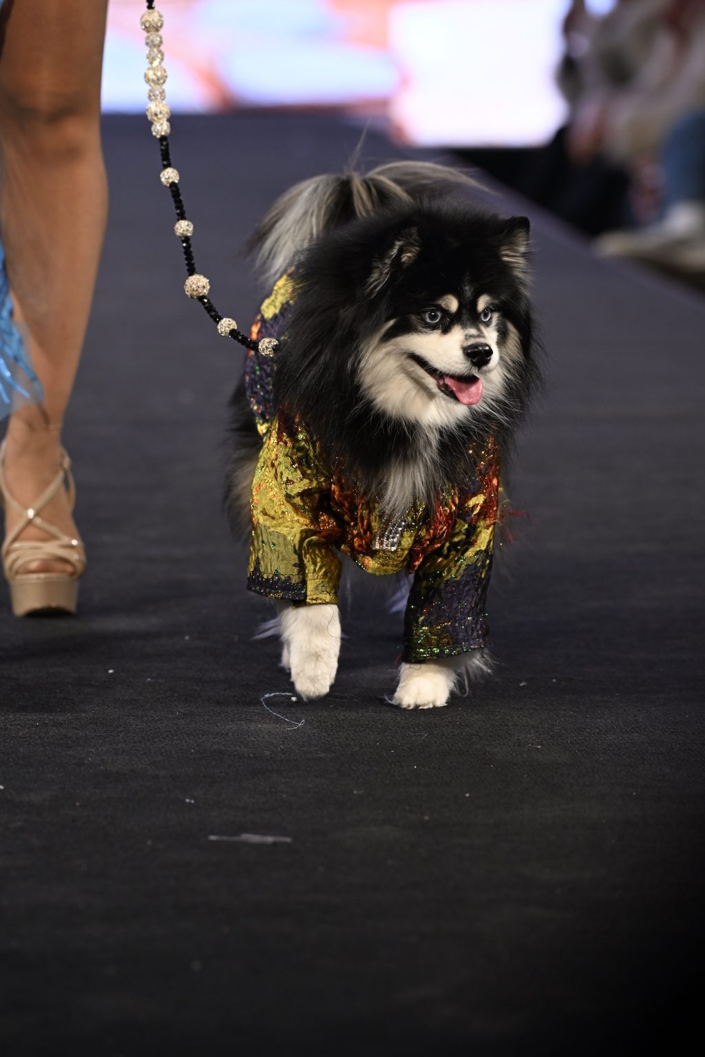 NEW YORK, NEW YORK - FEBRUARY 08: A dog model walks the runway at the Anthony Rubio show during New York Fashion Week Powered By Art Hearts Fashion at The Angel Orensanz Foundation on February 08, 2025 in New York City. (Photo by Arun Nevader/Getty Images for Art Hearts Fashion)
