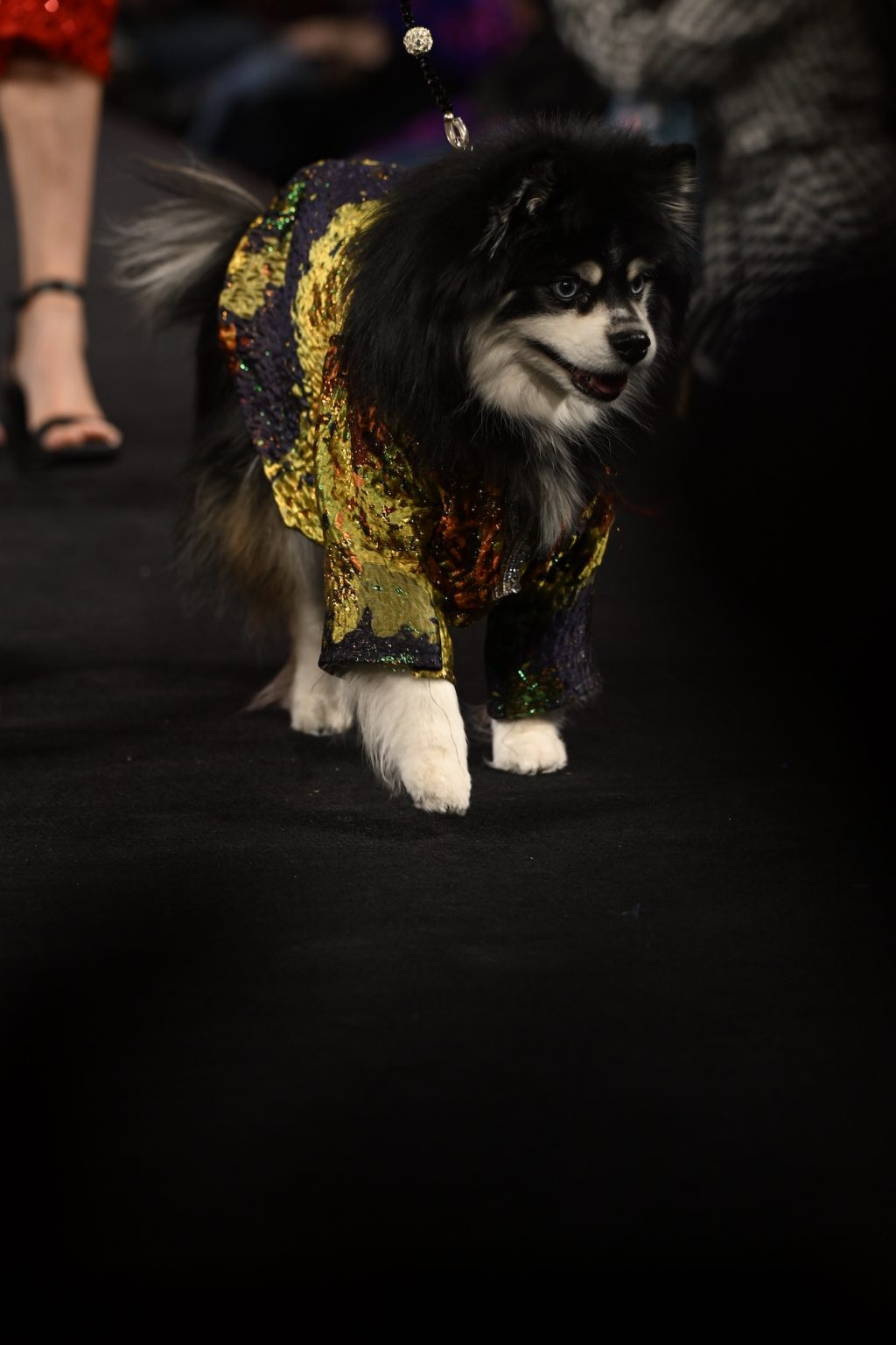 NEW YORK, NEW YORK - FEBRUARY 08: A dog model walks the runway at the Anthony Rubio show during New York Fashion Week Powered By Art Hearts Fashion at The Angel Orensanz Foundation on February 08, 2025 in New York City. (Photo by Arun Nevader/Getty Images for Art Hearts Fashion)