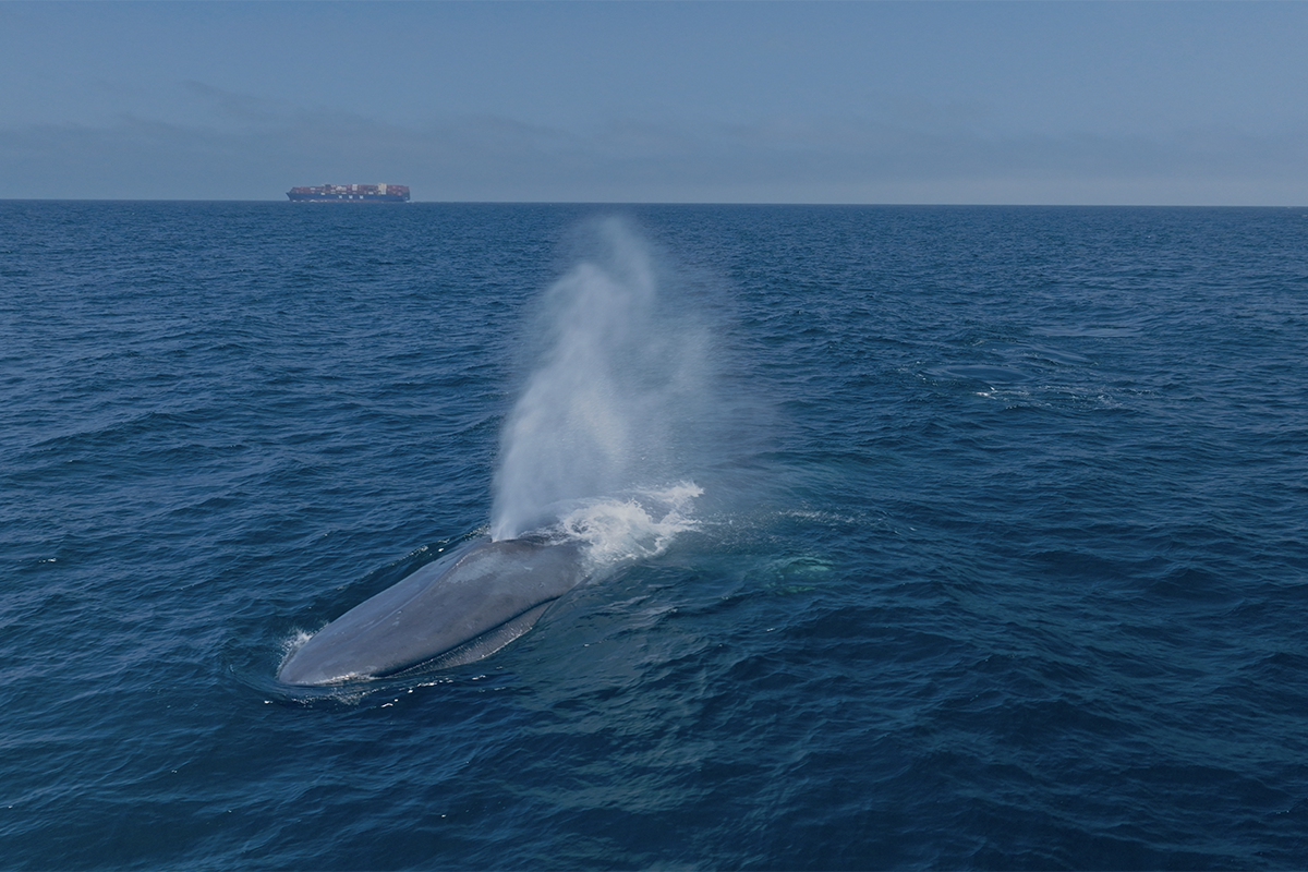 Santa Barbara International Film Festival Presented By Lexus Announces 2025 Program