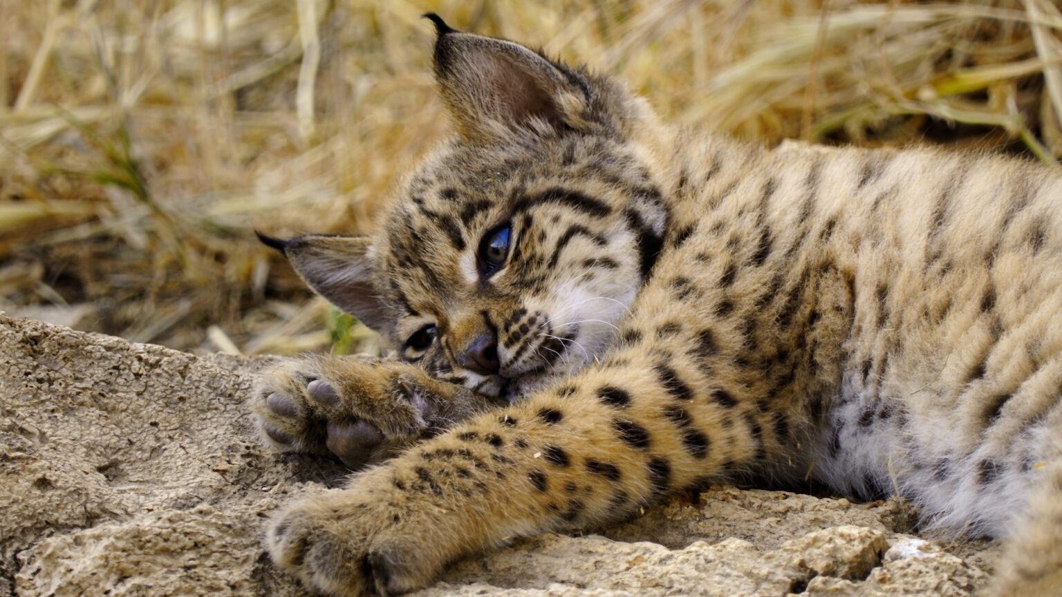 Born to be Wild Show