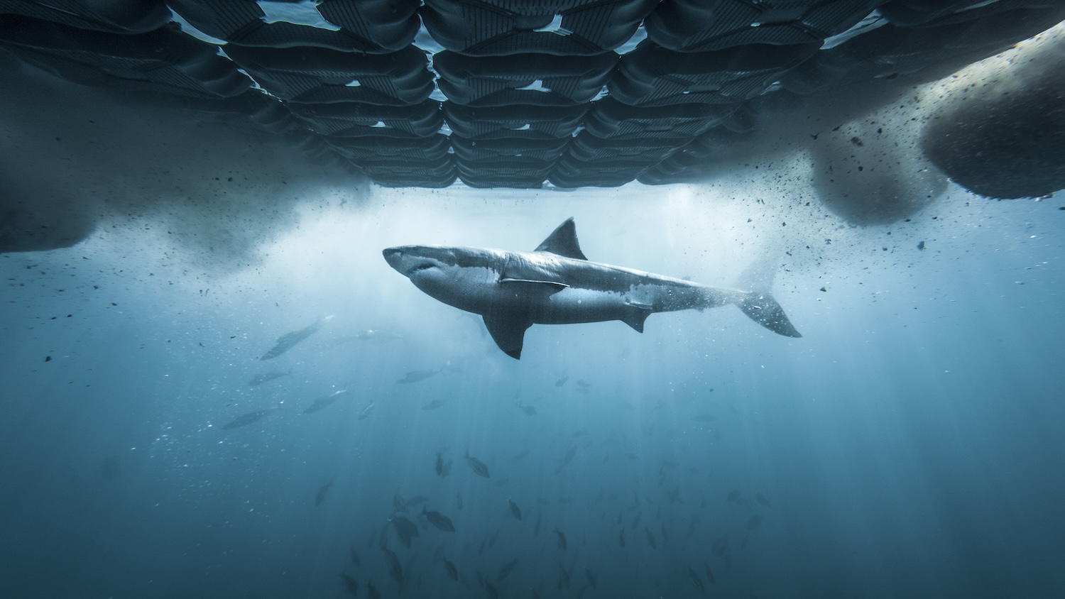 Great White Shark swimming past Chum island