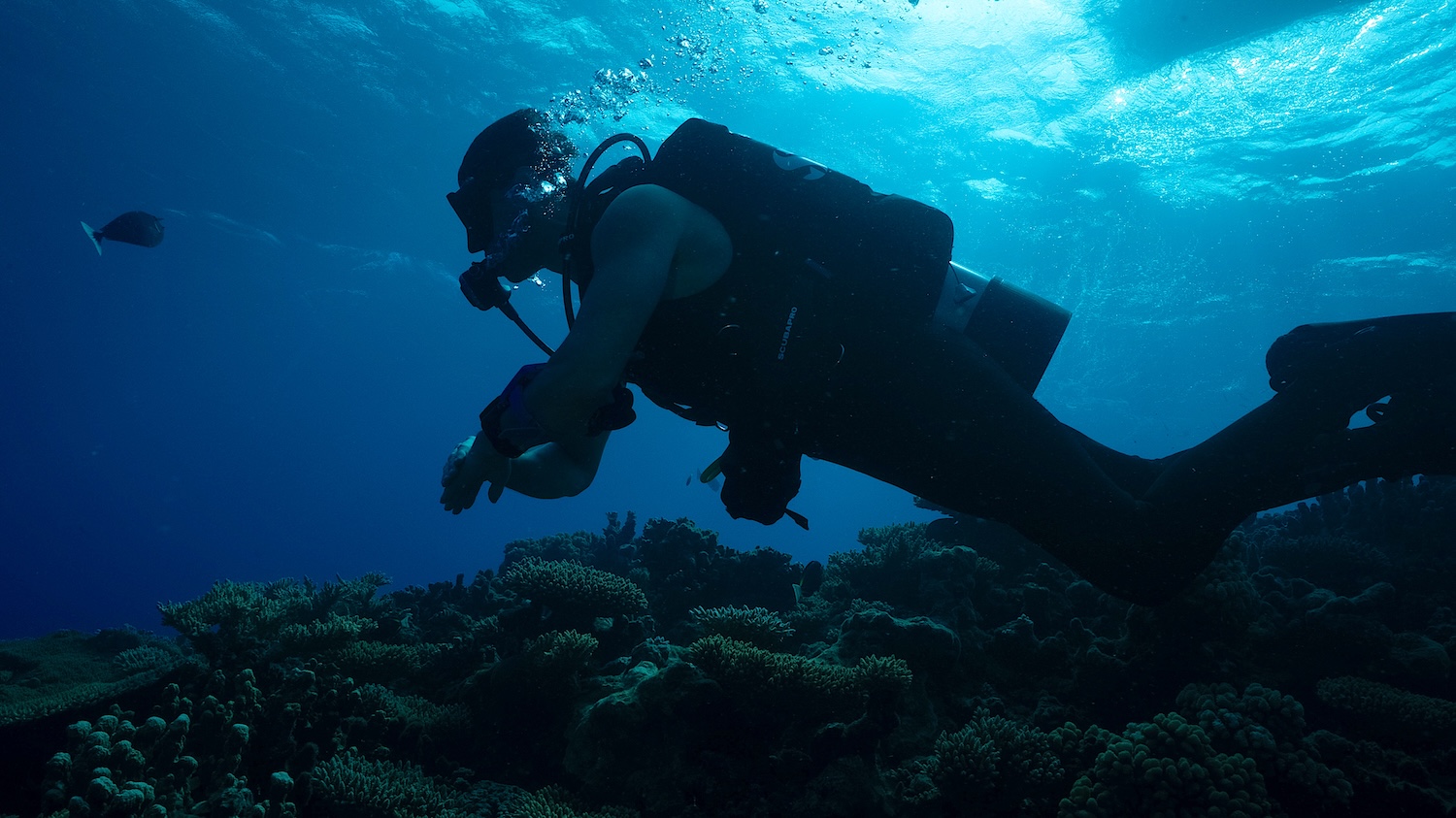 In the ocean, Phil T. explores Troy's Coral Head.
