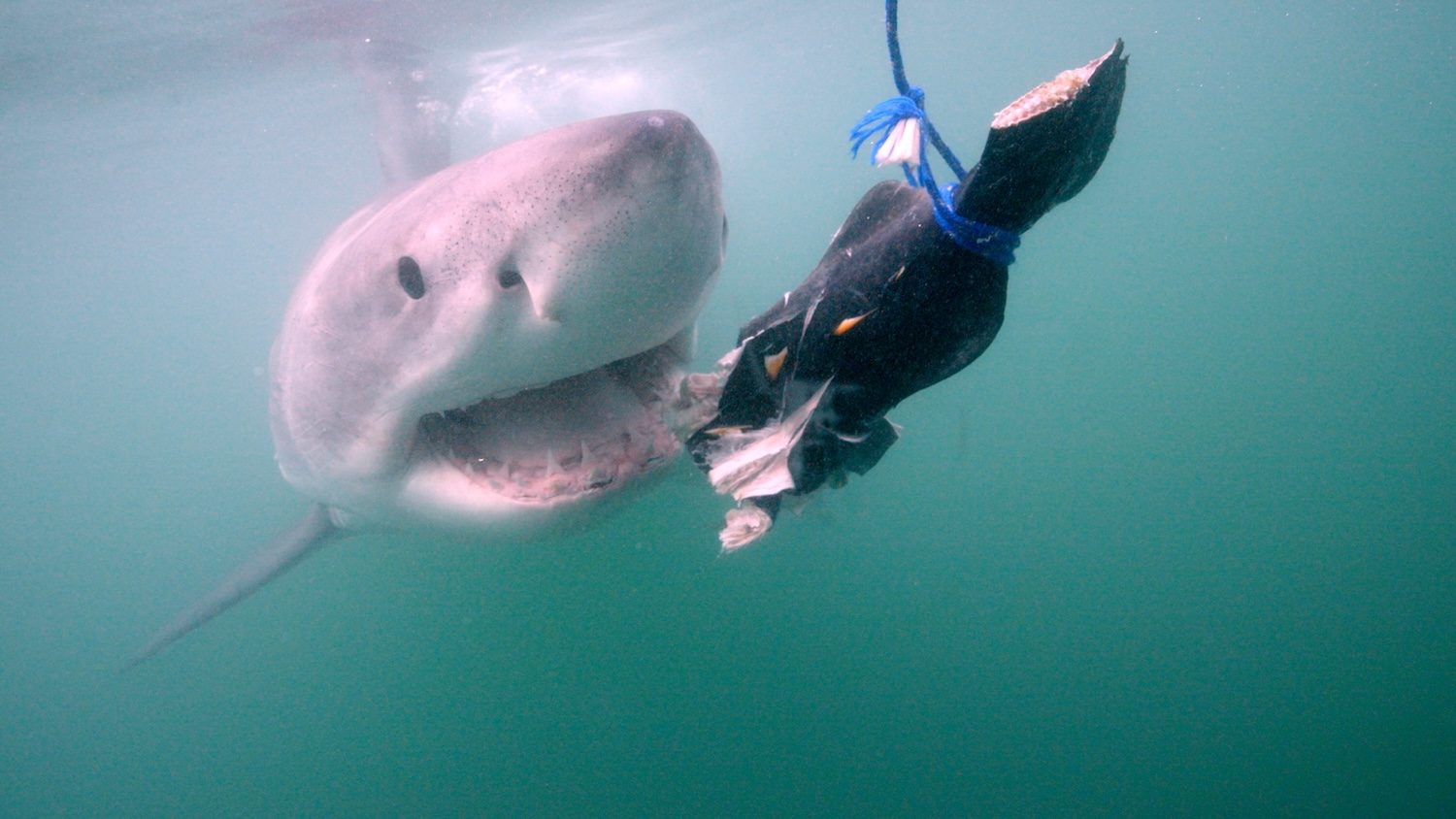 White shark attacks bait towards cage