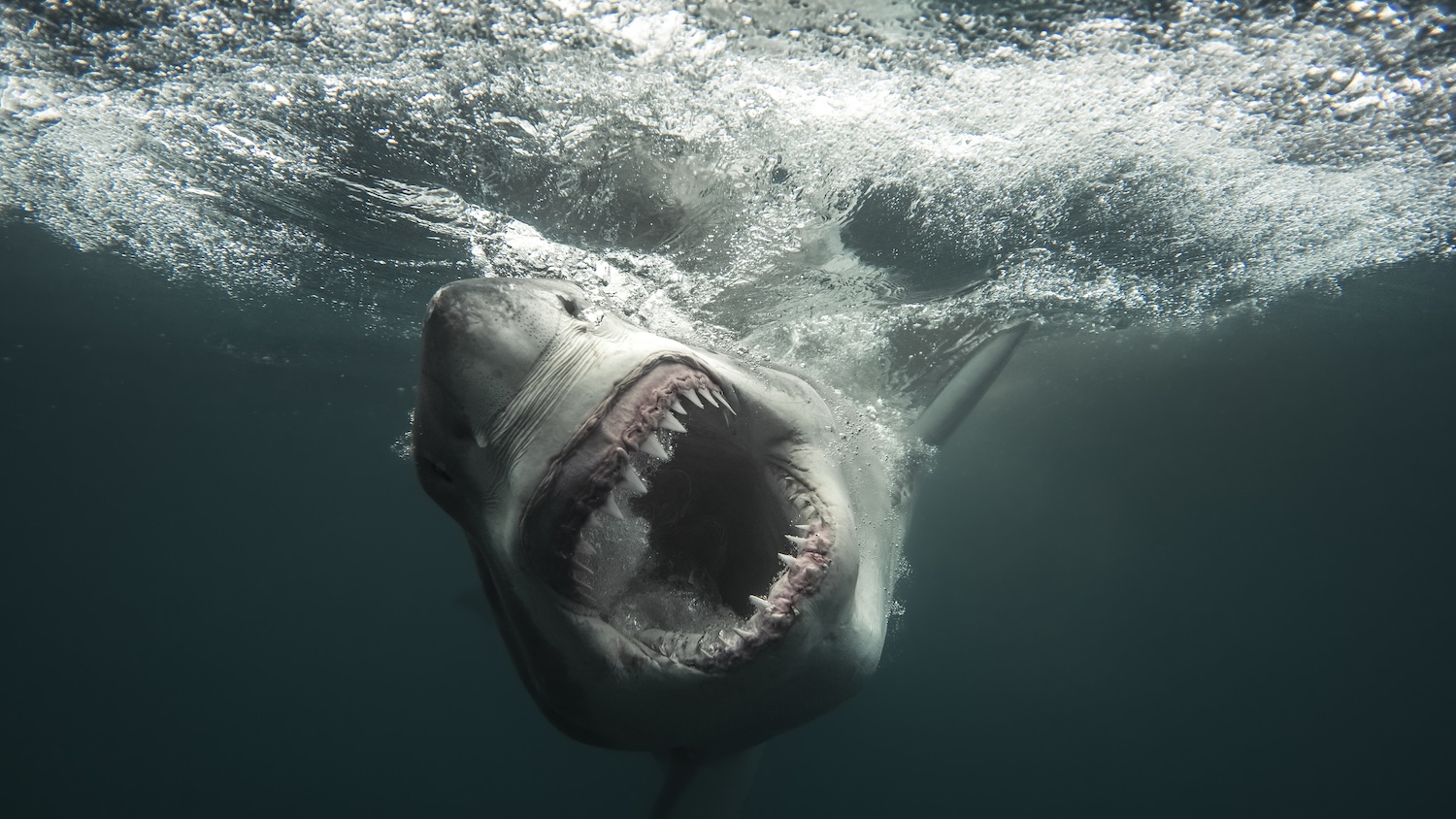 Great White Shark with mouth open