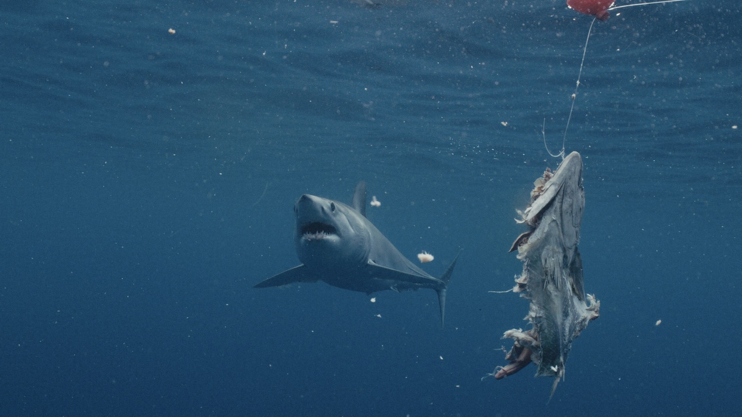Mako shark swimming towards bait.