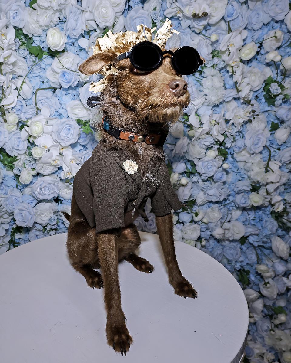 Pets in Recreated Outfits from The Met Gala by Pet Couturier Anthony Rubio