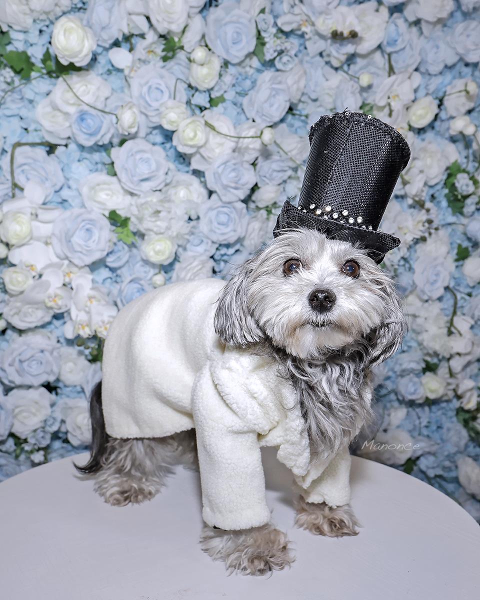 Pets in Recreated Outfits from The Met Gala by Pet Couturier Anthony Rubio
