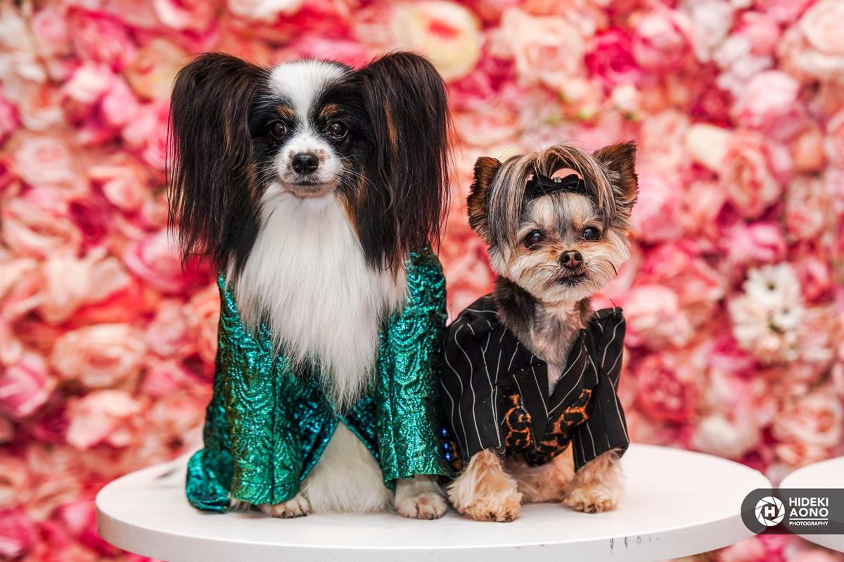 Pets in Recreated Outfits from The Met Gala by Pet Couturier Anthony Rubio