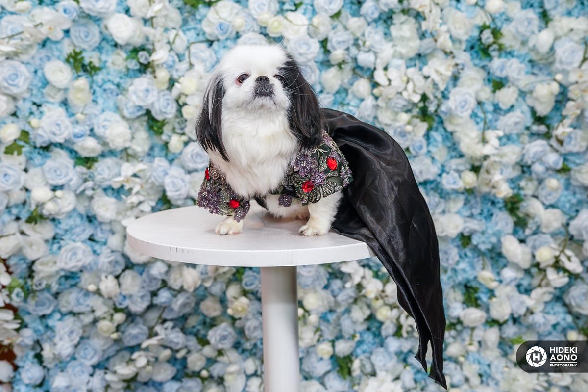 Pets in Recreated Outfits from The Met Gala by Pet Couturier Anthony Rubio