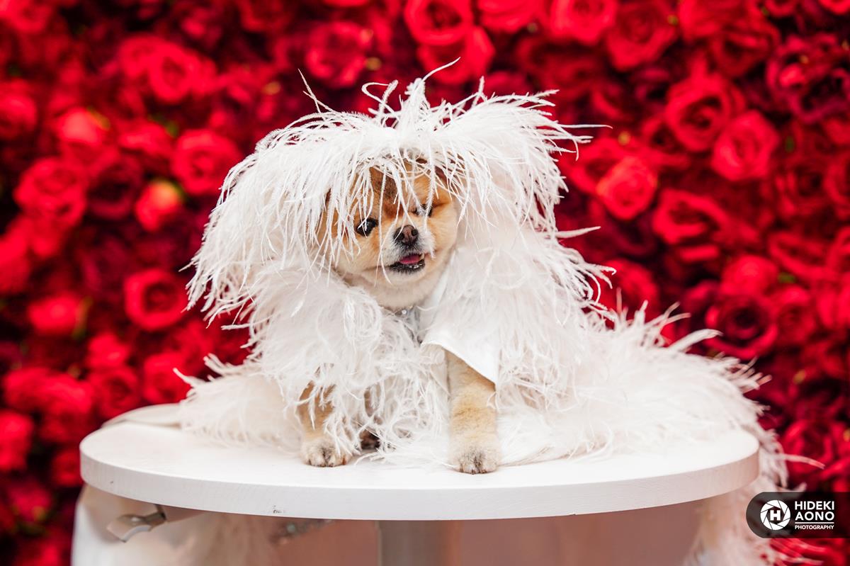 Pets in Recreated Outfits from The Met Gala by Pet Couturier Anthony Rubio